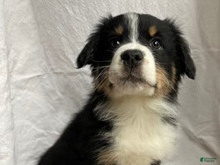 Australian Shepherd dogs Hero - Ad 31