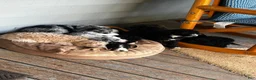 Mixed Breed dogs for sale: Angel  - Ad 12