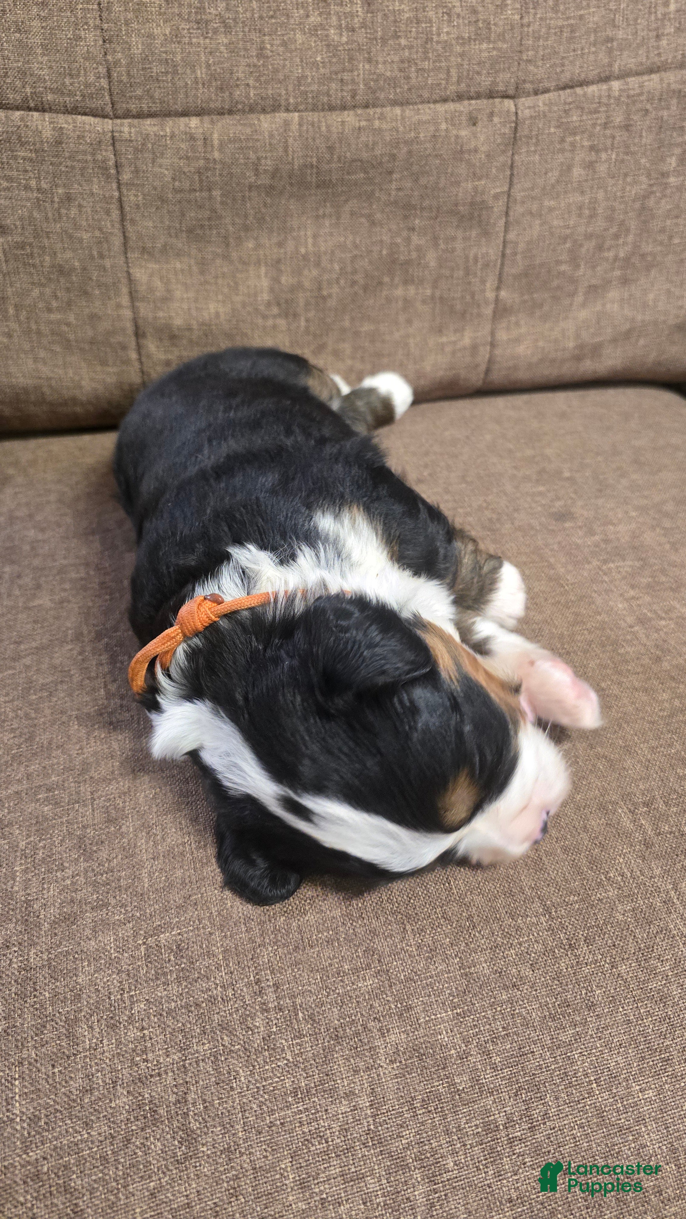 Miniature Bernese Mountain Dog dogs Negroni  - Ad 2