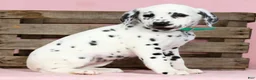 Dalmatian dogs for sale: Betsy - Ad 4
