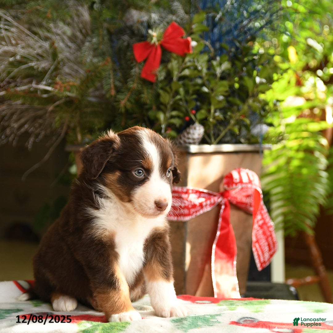 Australian Shepherd dogs for sale: Argus - Ad 5