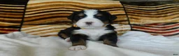 Bernese Mountain Dog dogs for sale: Bailey - Ad 5