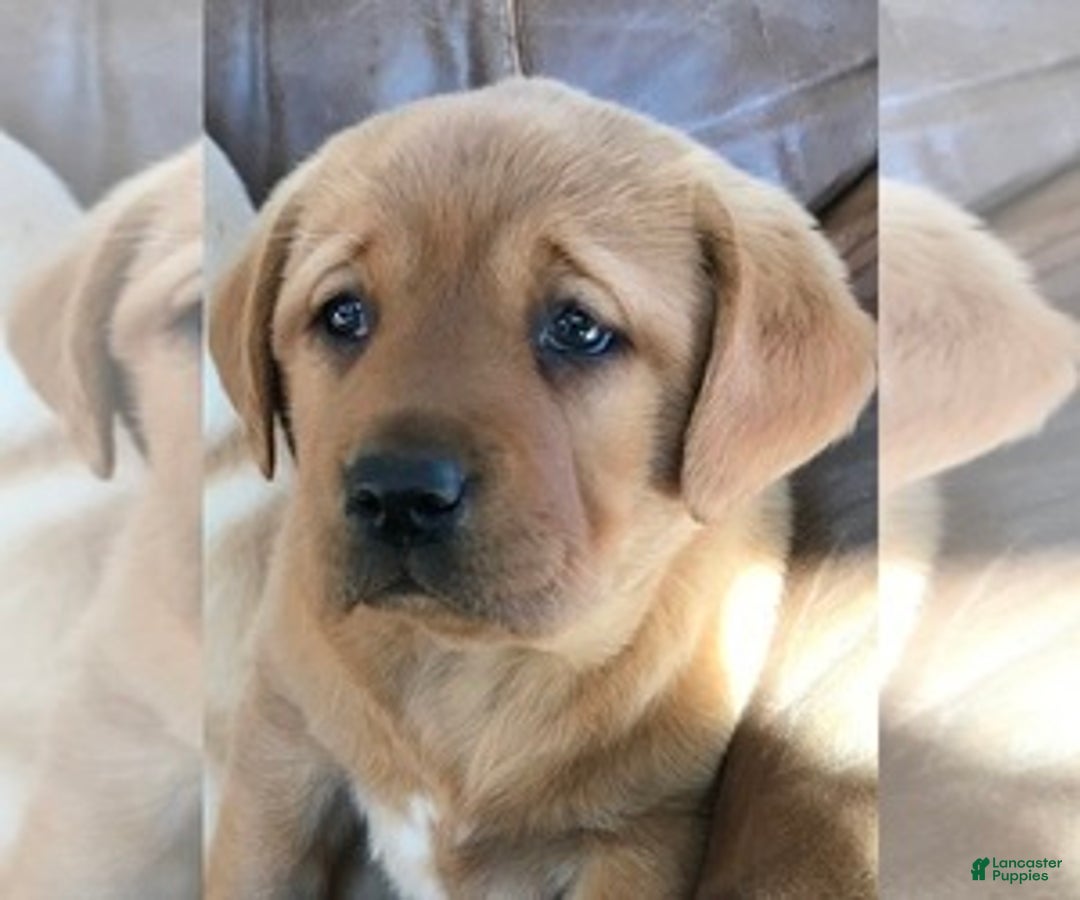 Gallery Image {{count}}