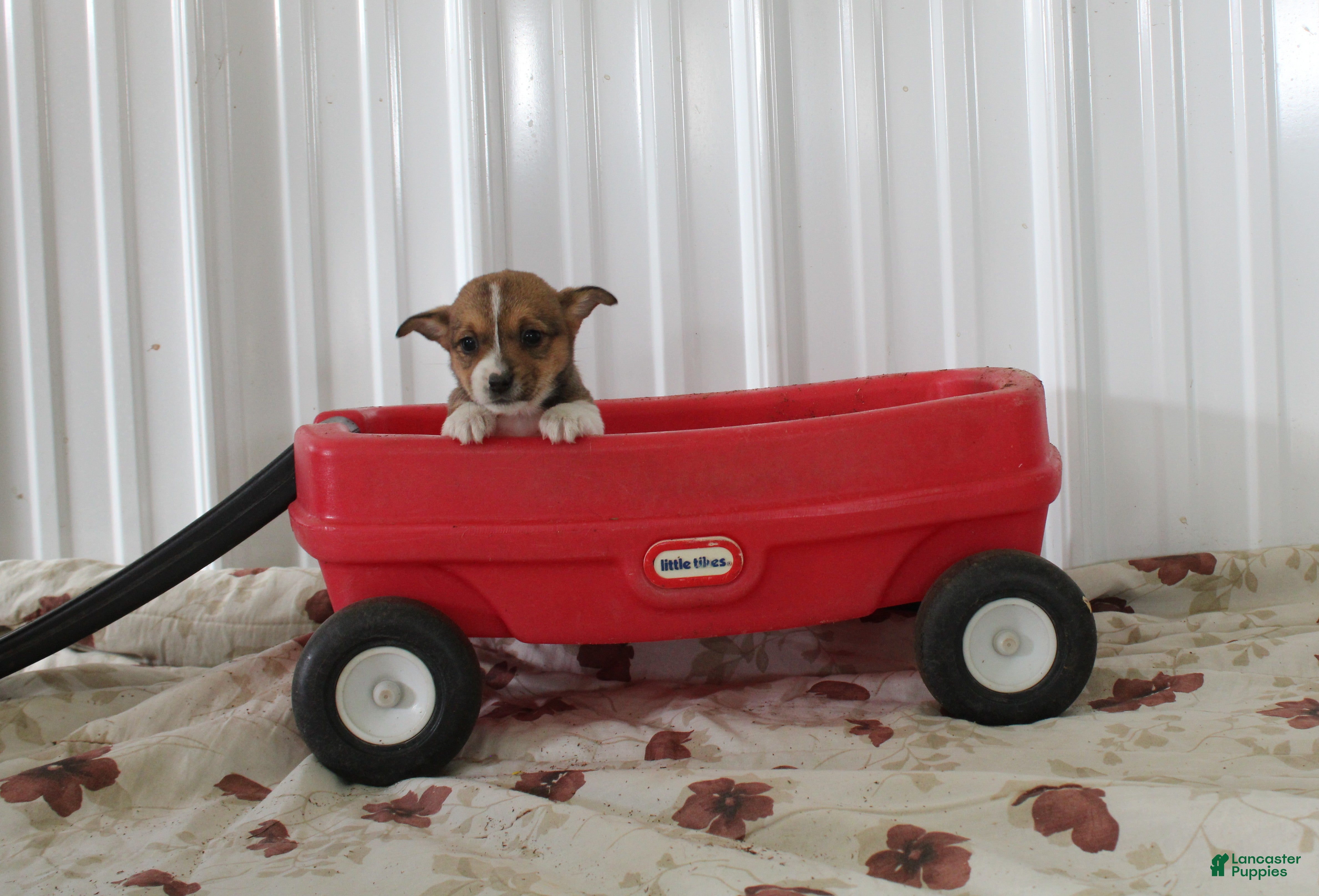 Mixed Breed dogs Sadie - Ad 11