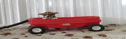 Mixed Breed dogs for sale: Sadie - Ad 1