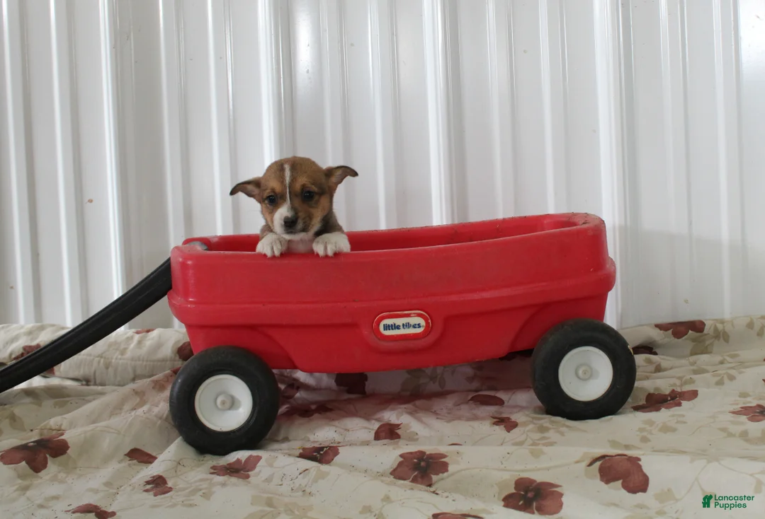 Mixed Breed dogs for sale: Sadie - Ad 1