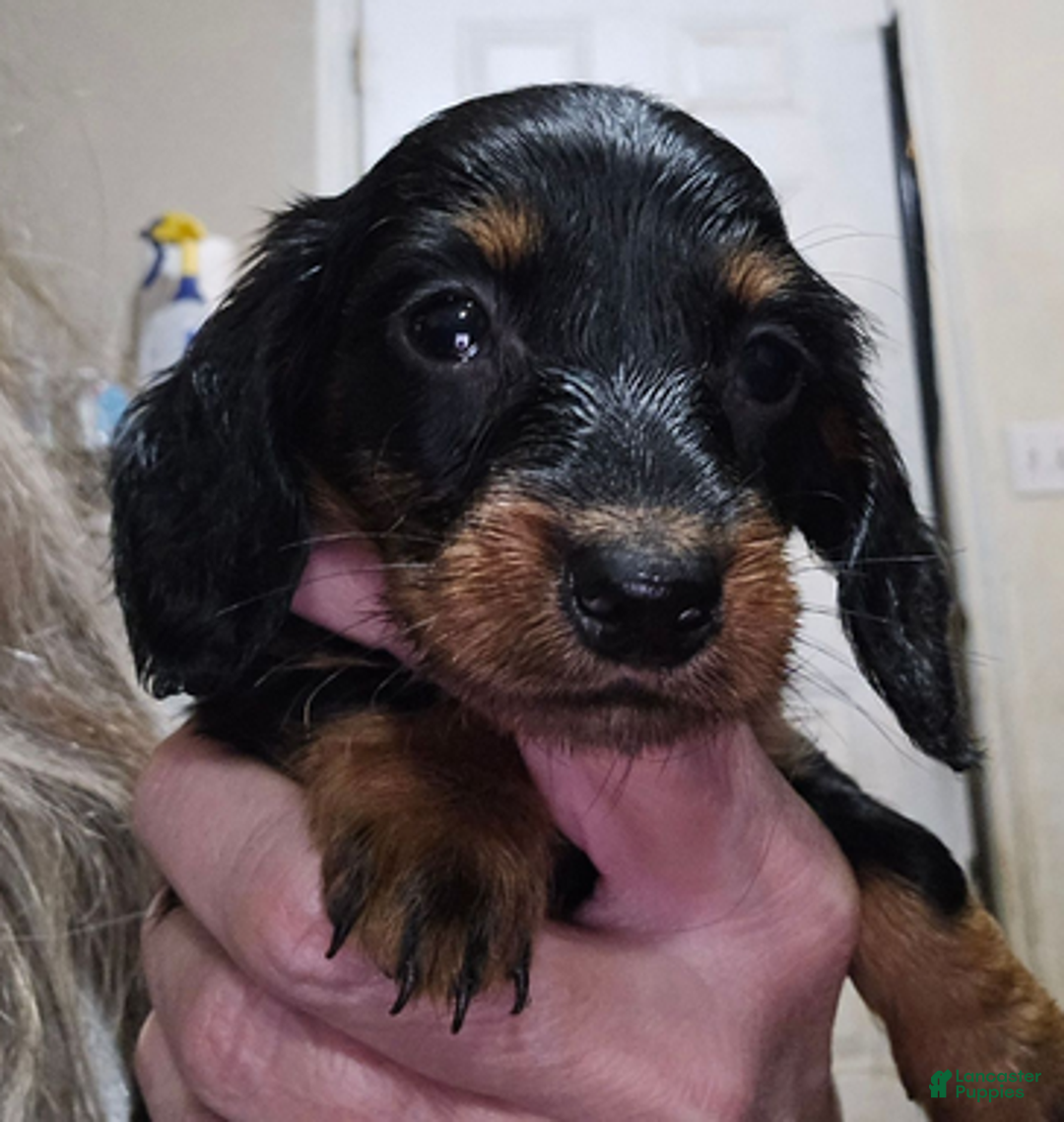 Dachshund dogs for sale: Smaller girl - Ad 2