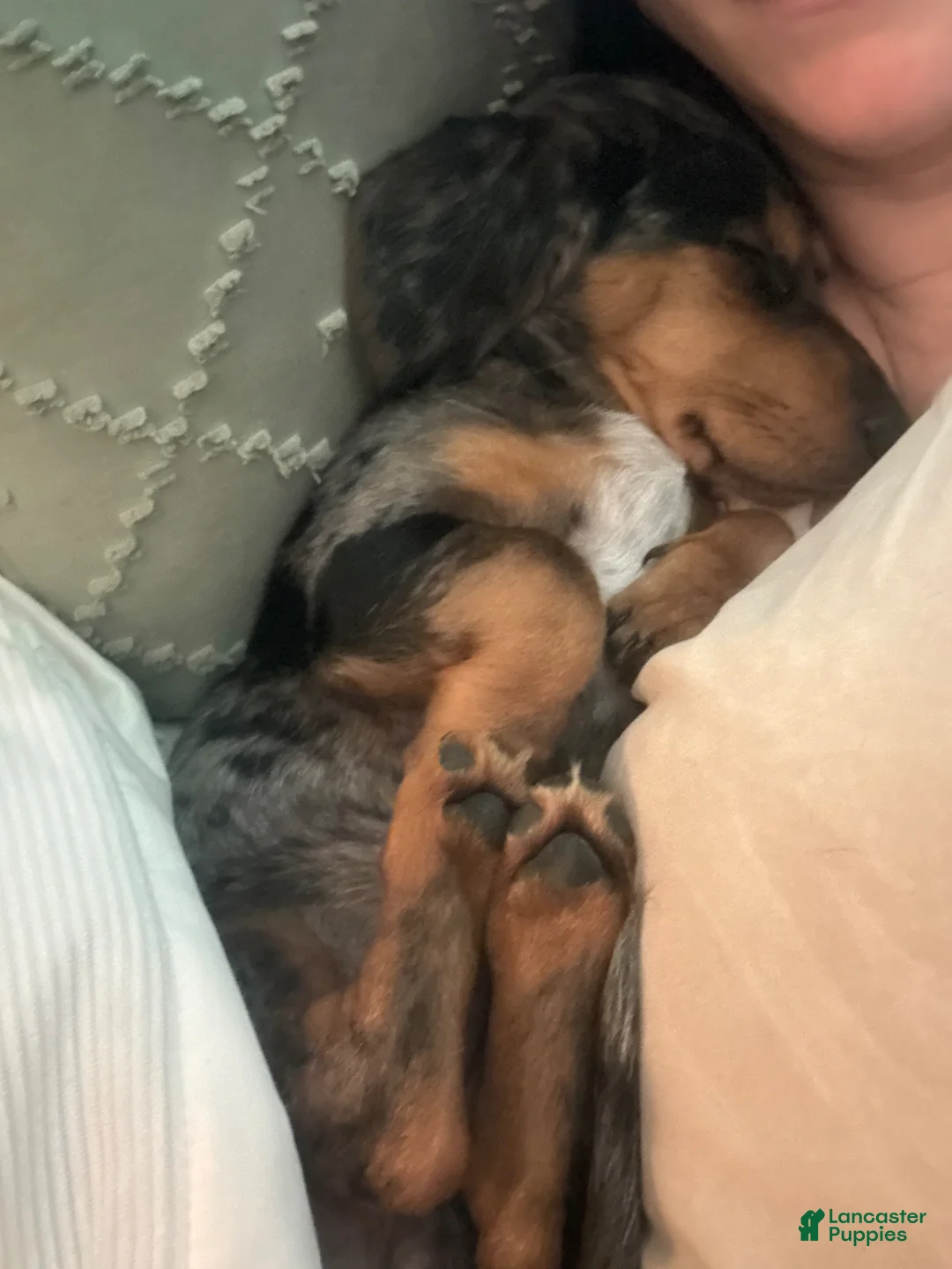 Mixed Breed dogs for sale: Rupert  - Ad 3