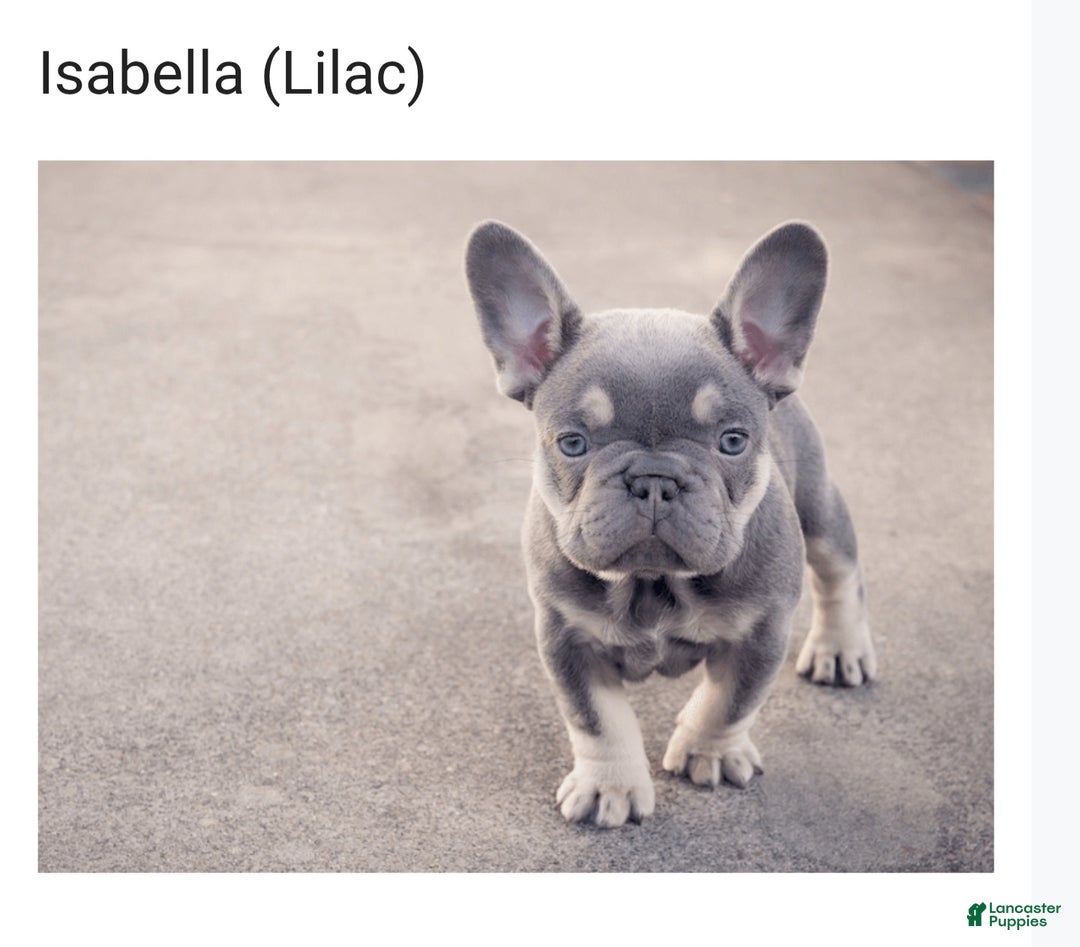 French Bulldog Puppy for sale in Pine Hill Lancaster Puppies