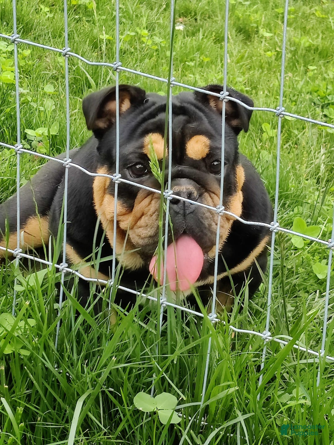 Gallery Image {{count}}