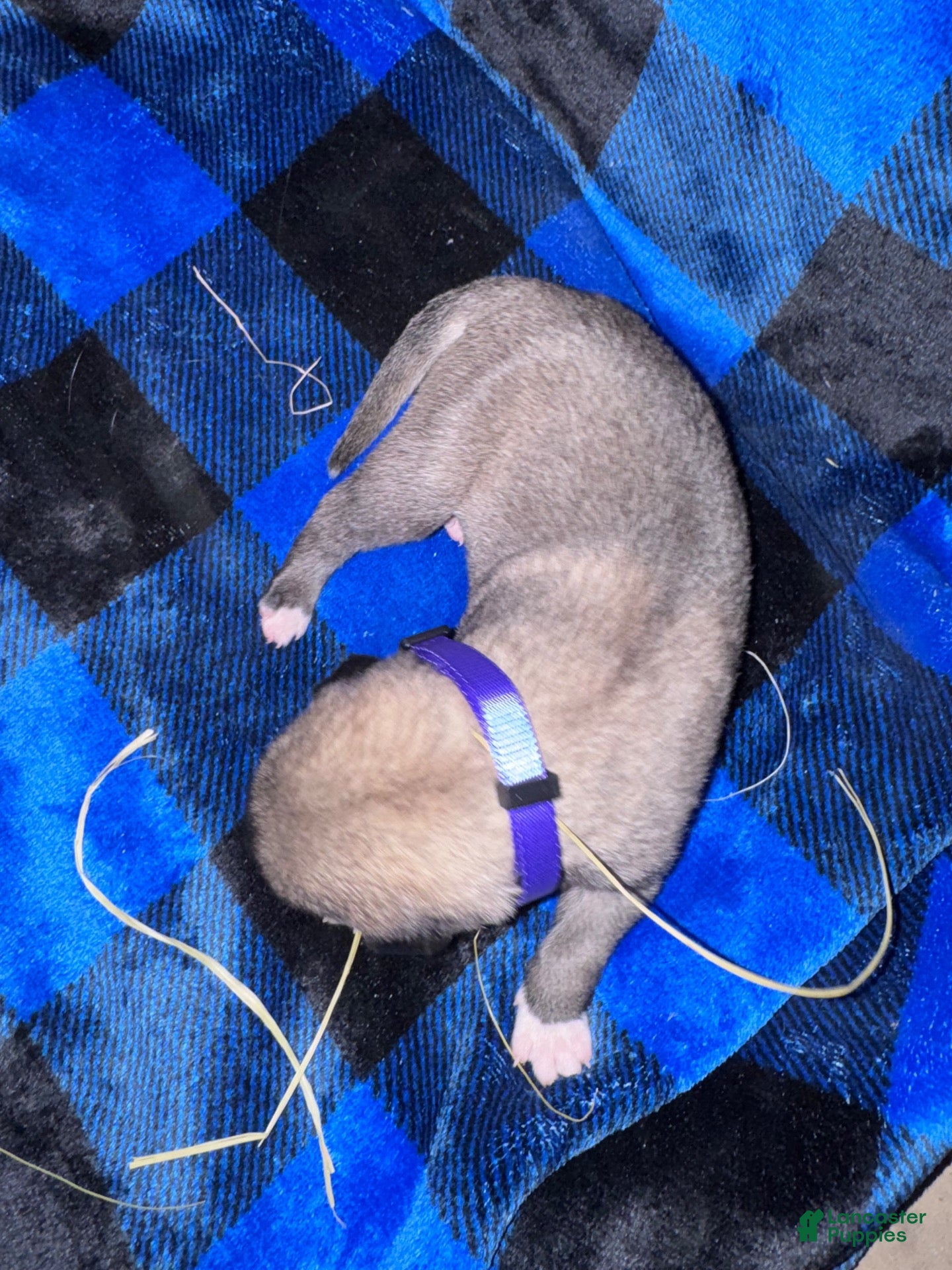 Mixed Breed dogs Anatolian/ Kangal- Purple - Ad 1