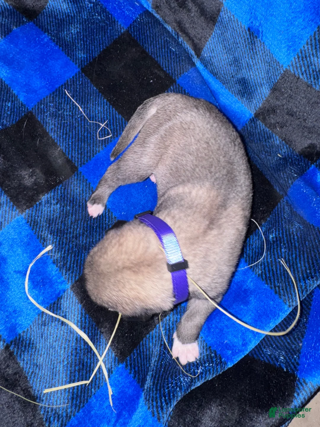 Mixed Breed dogs for sale: Anatolian/ Kangal- Purple - Ad 1