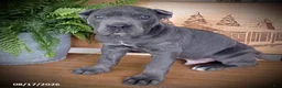 Cane Corso dogs for sale: Sammy - Ad 2