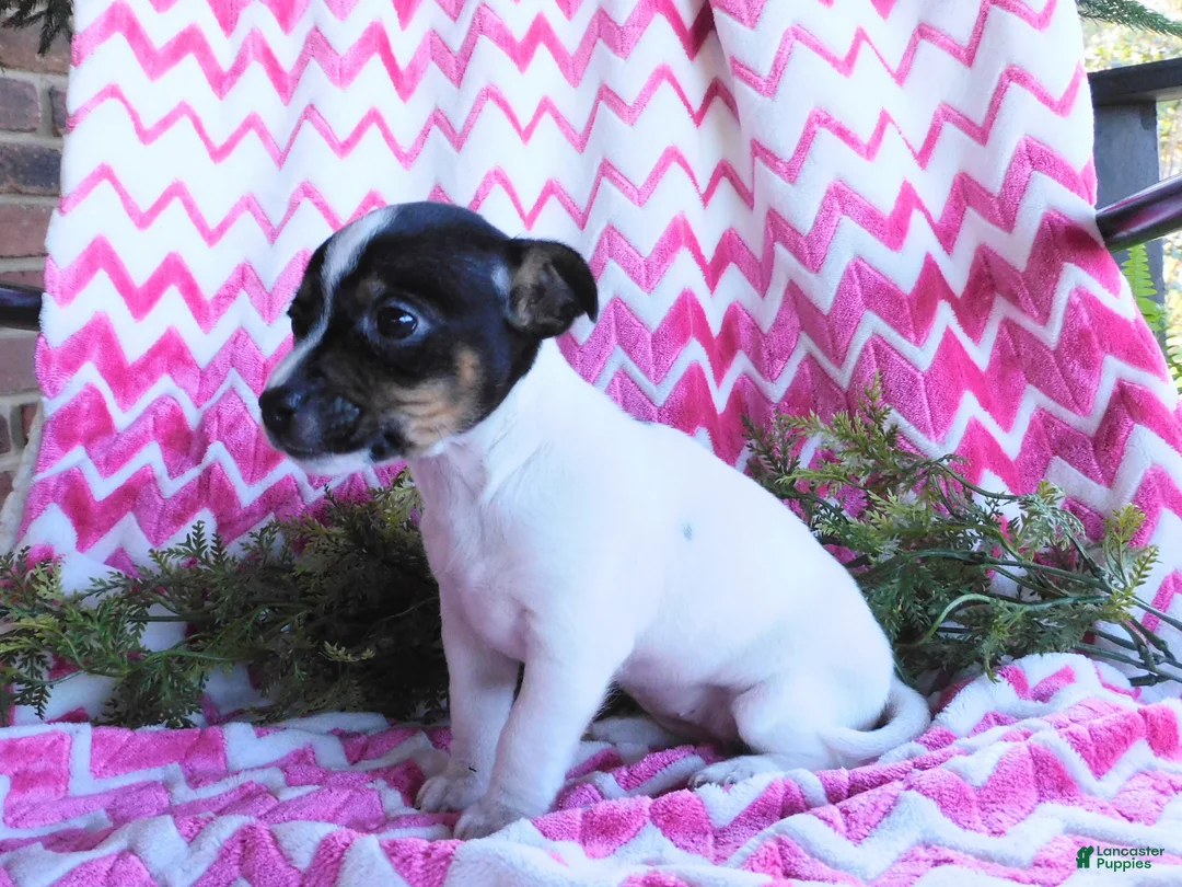 Jack Russell Terrier dogs for sale: Miney - Ad 5