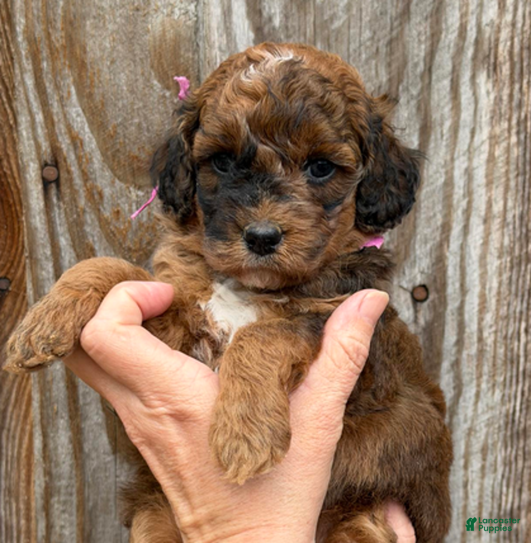 Goldendoodle dogs for sale: Pink Collar Girl - Ad 2