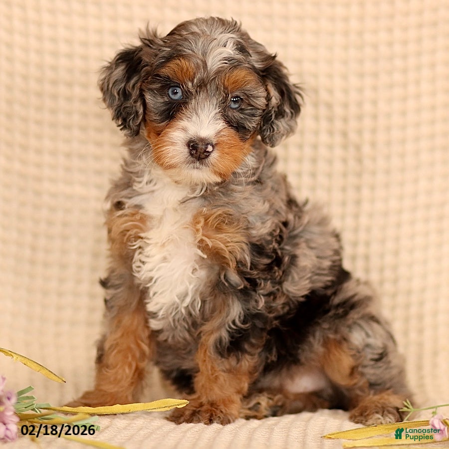 Mini Bernedoodle dogs Mandy - Ad 1