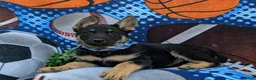 German Shepherd dogs for sale: Pearson - Ad 5