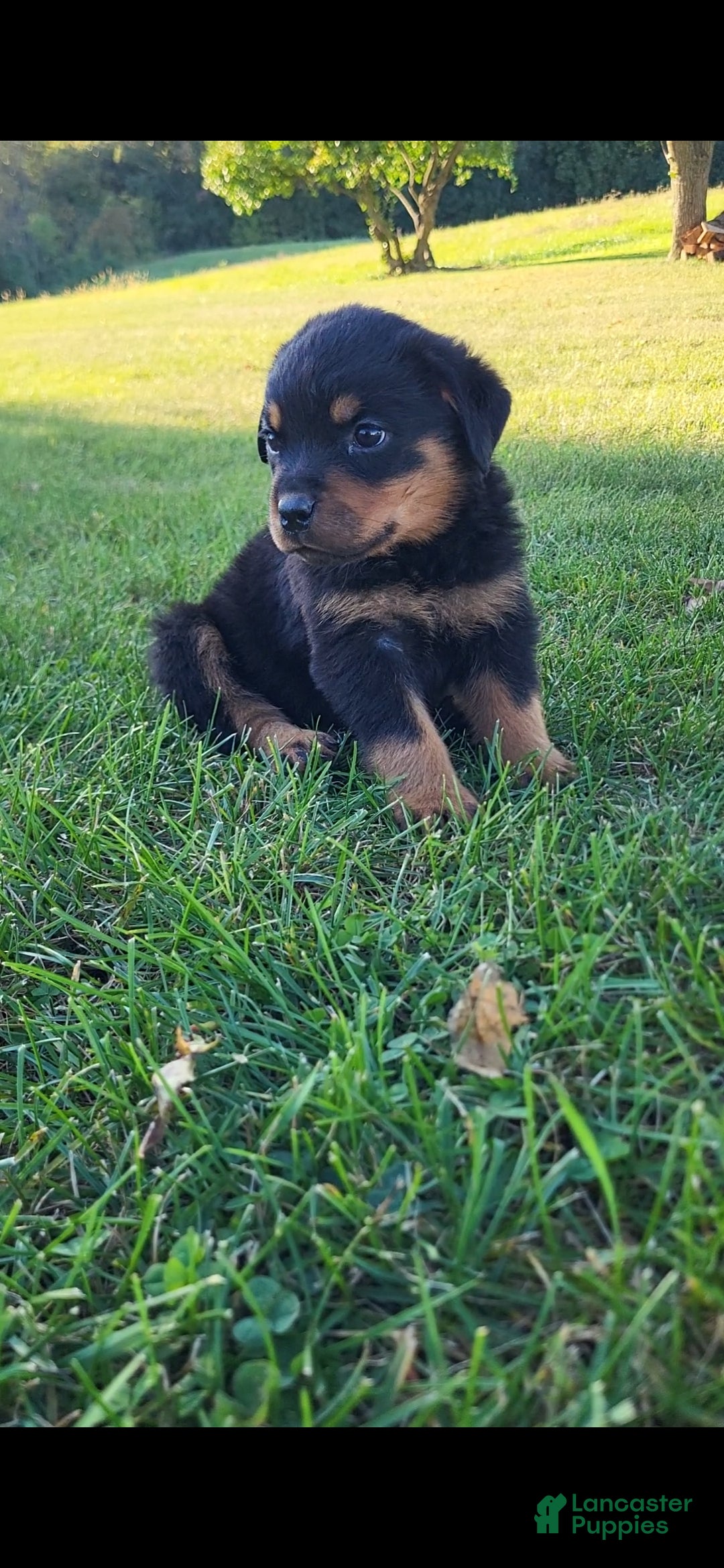 Rottweiler dogs Ping - Ad 1