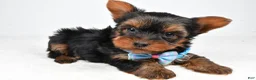 Yorkshire Terrier dogs for sale: Buddy - Ad 2
