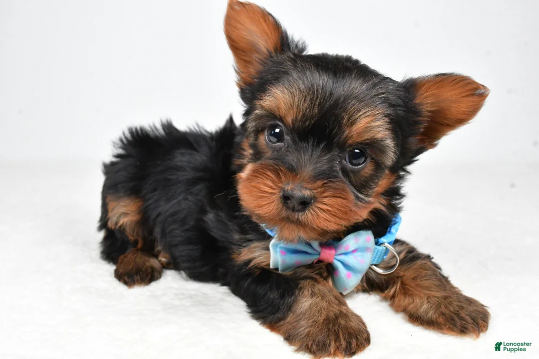 Yorkshire Terrier dogs for sale: Buddy - Ad 2