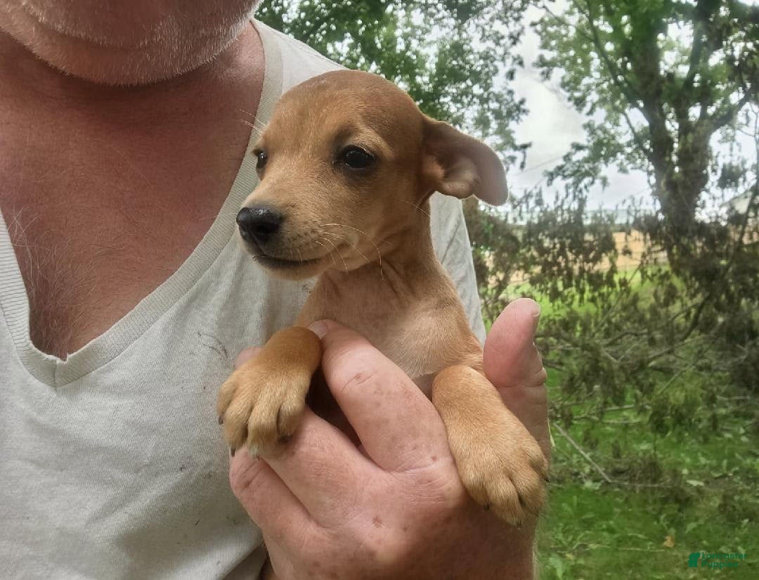 Miniature Pinscher dogs Rusty - Ad 1