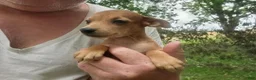 Miniature Pinscher dogs for sale: Rusty - Ad 1