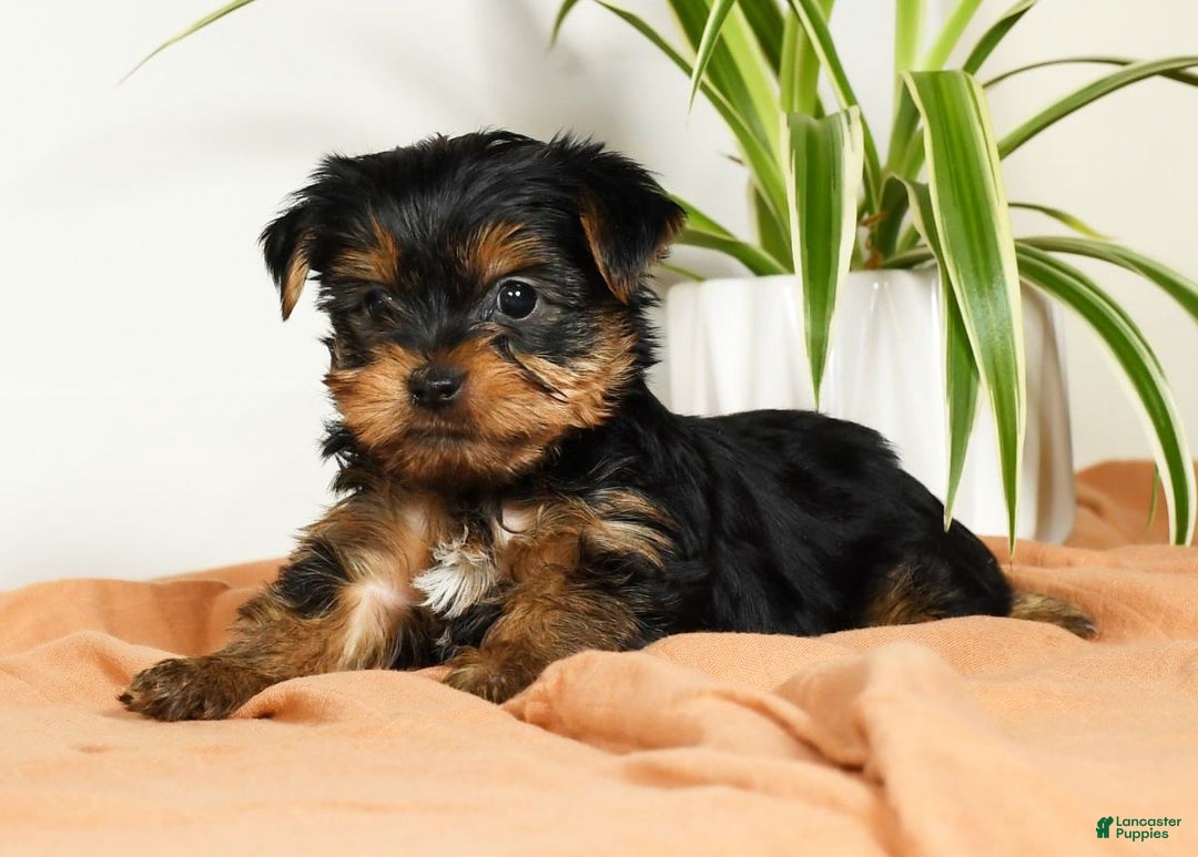 Yorkshire Terrier dogs for sale: Benny - Ad 6