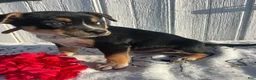 Mixed Breed dogs for sale: Butch - Ad 2