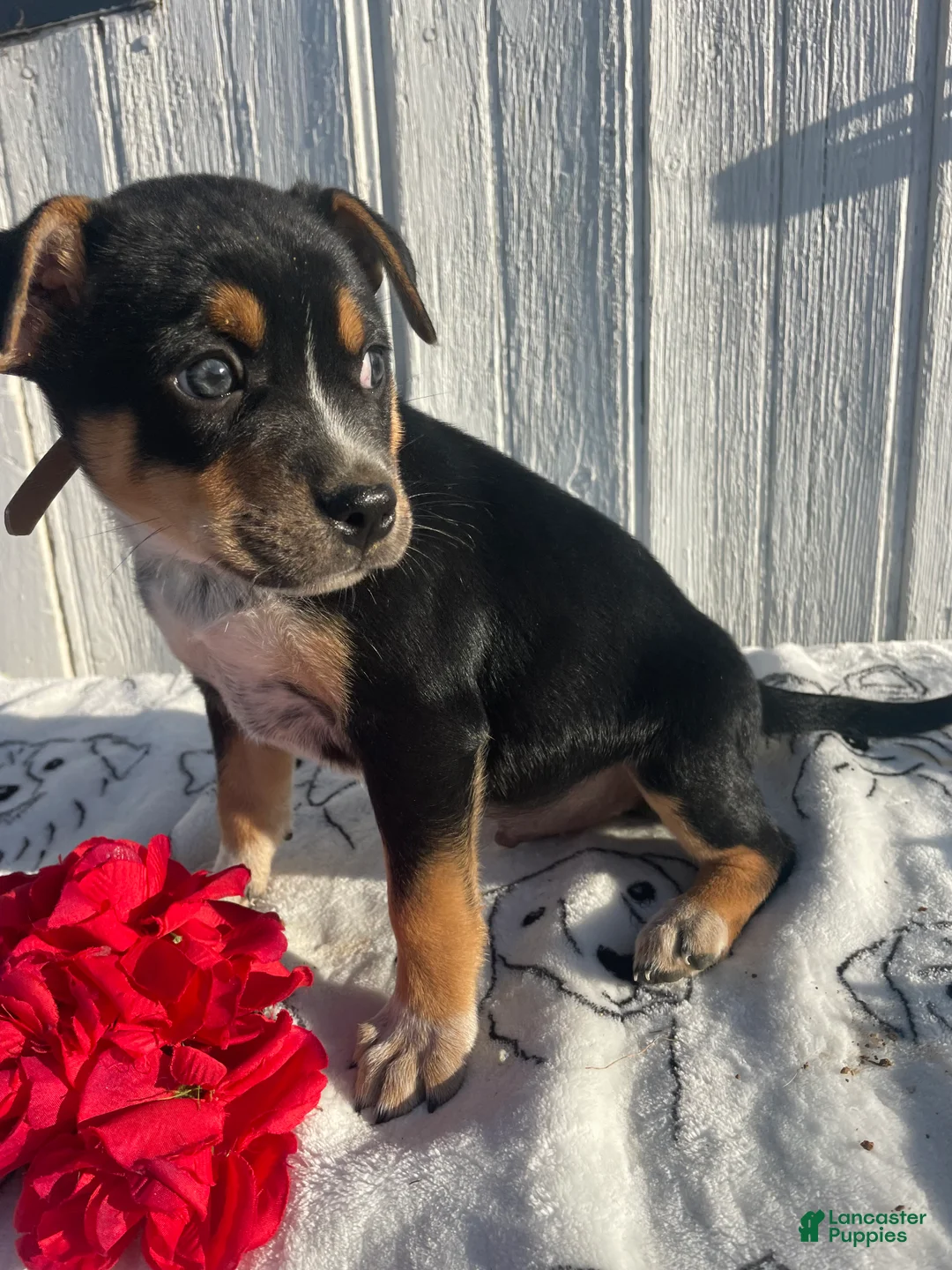 Mixed Breed dogs for sale: Butch - Ad 2