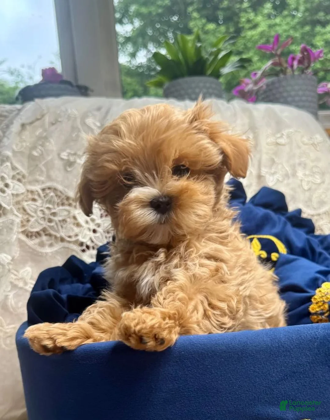 Maltipoo dogs for sale: We have 3 beautiful Maltipoo boys - Ad 1