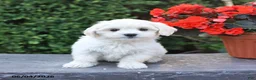 Mixed Breed dogs for sale: Ellie - Ad 1