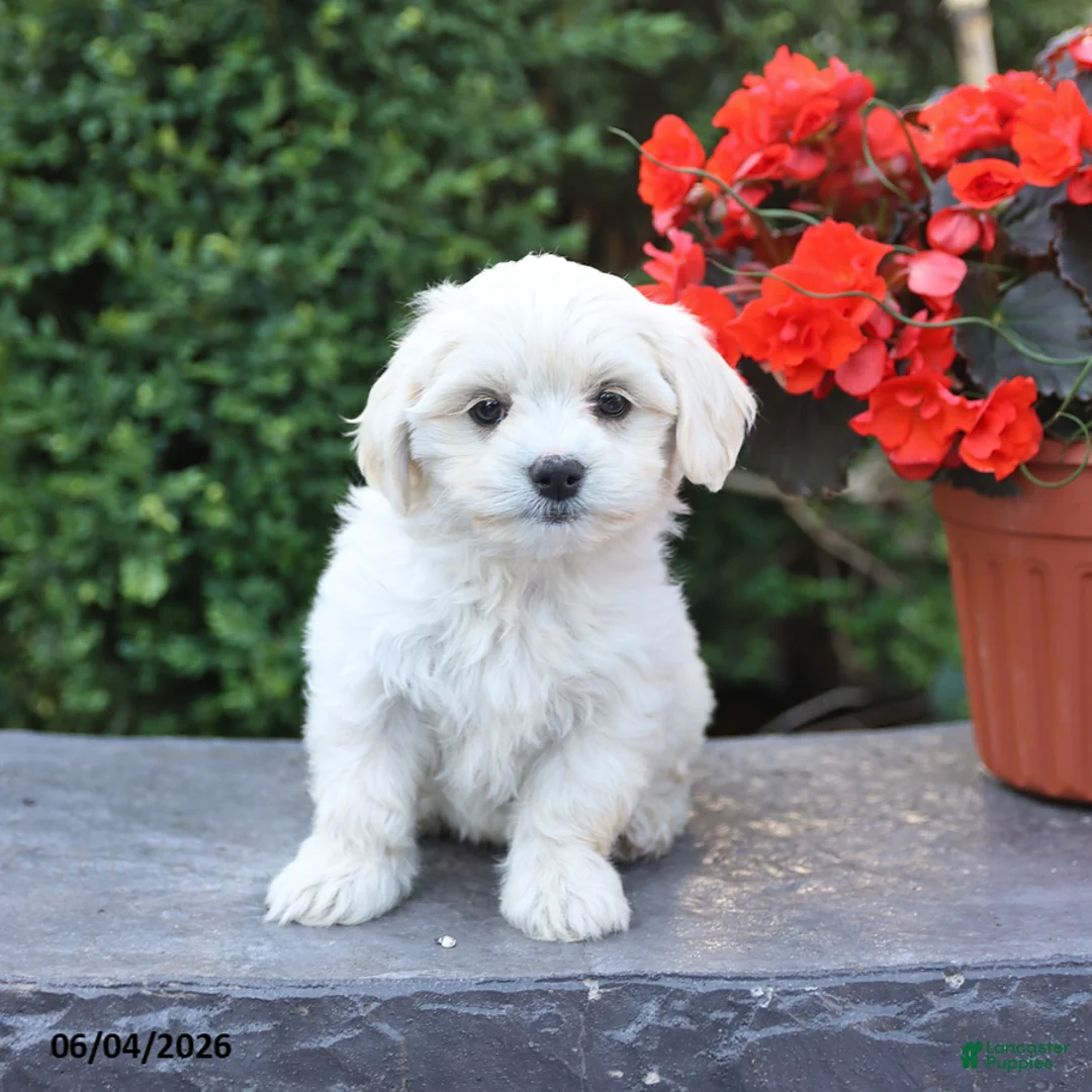 Mixed Breed dogs for sale: Ellie - Ad 1