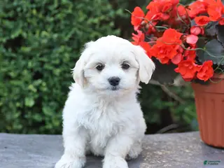 Mixed Breed dogs for sale: Ellie - Ad 3