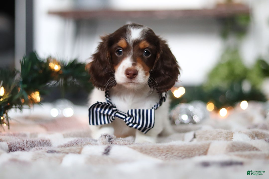 Miniature Dachshund dogs for sale: Charlie - Ad 4