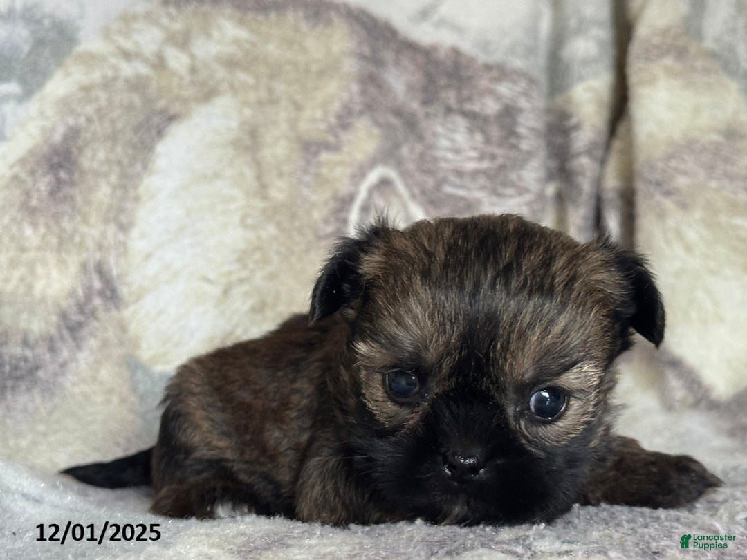 Shorkie dogs for sale: Benny - Ad 3