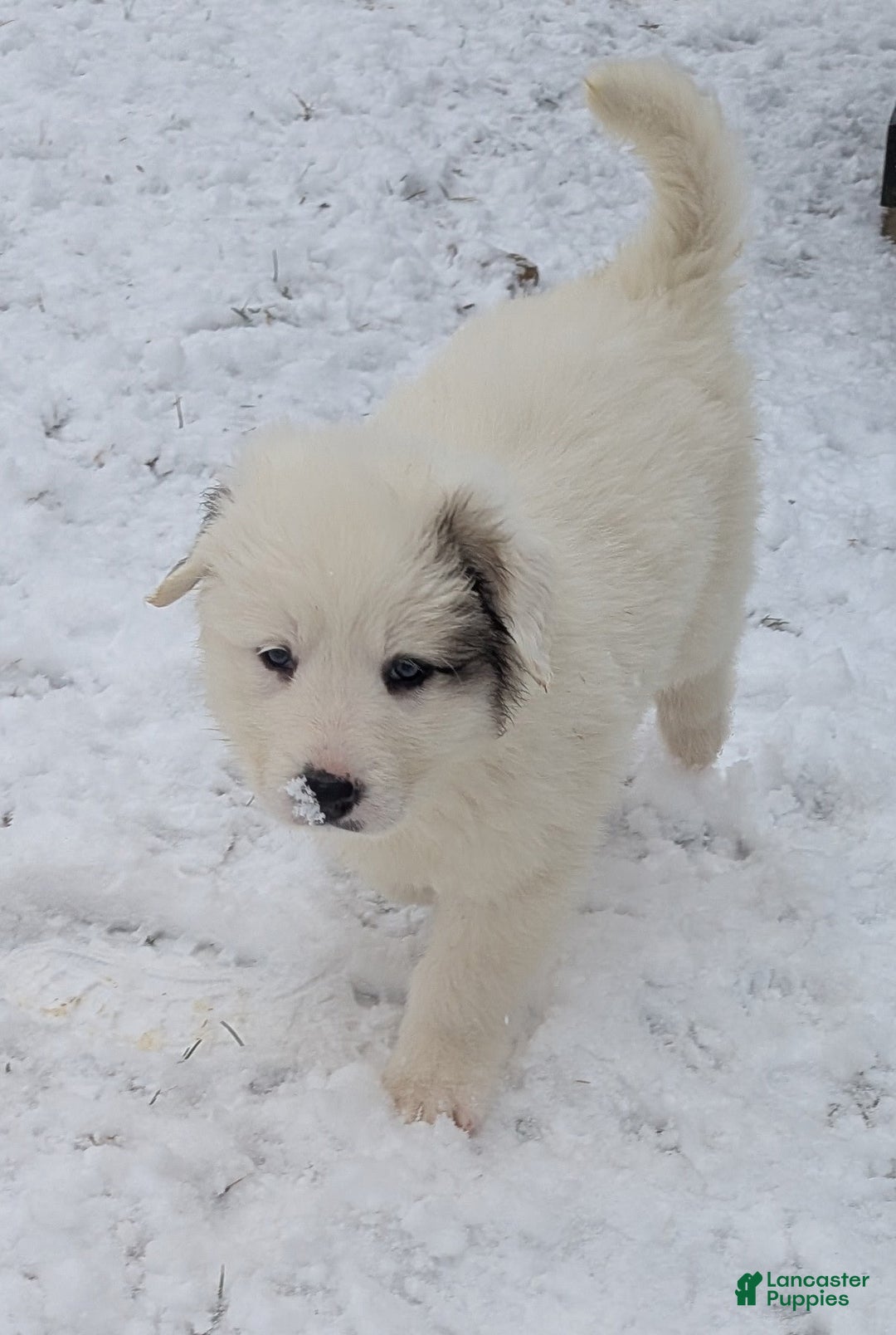 Great Pyrenees dogs for sale: Lucy - Ad 2