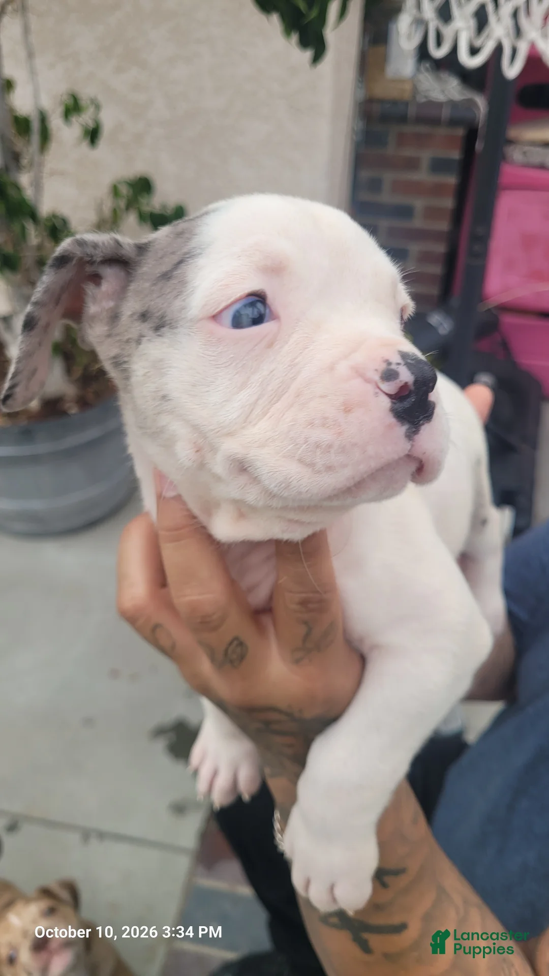 Mixed Breed dogs for sale: Mixed Breed 3 - Ad 1