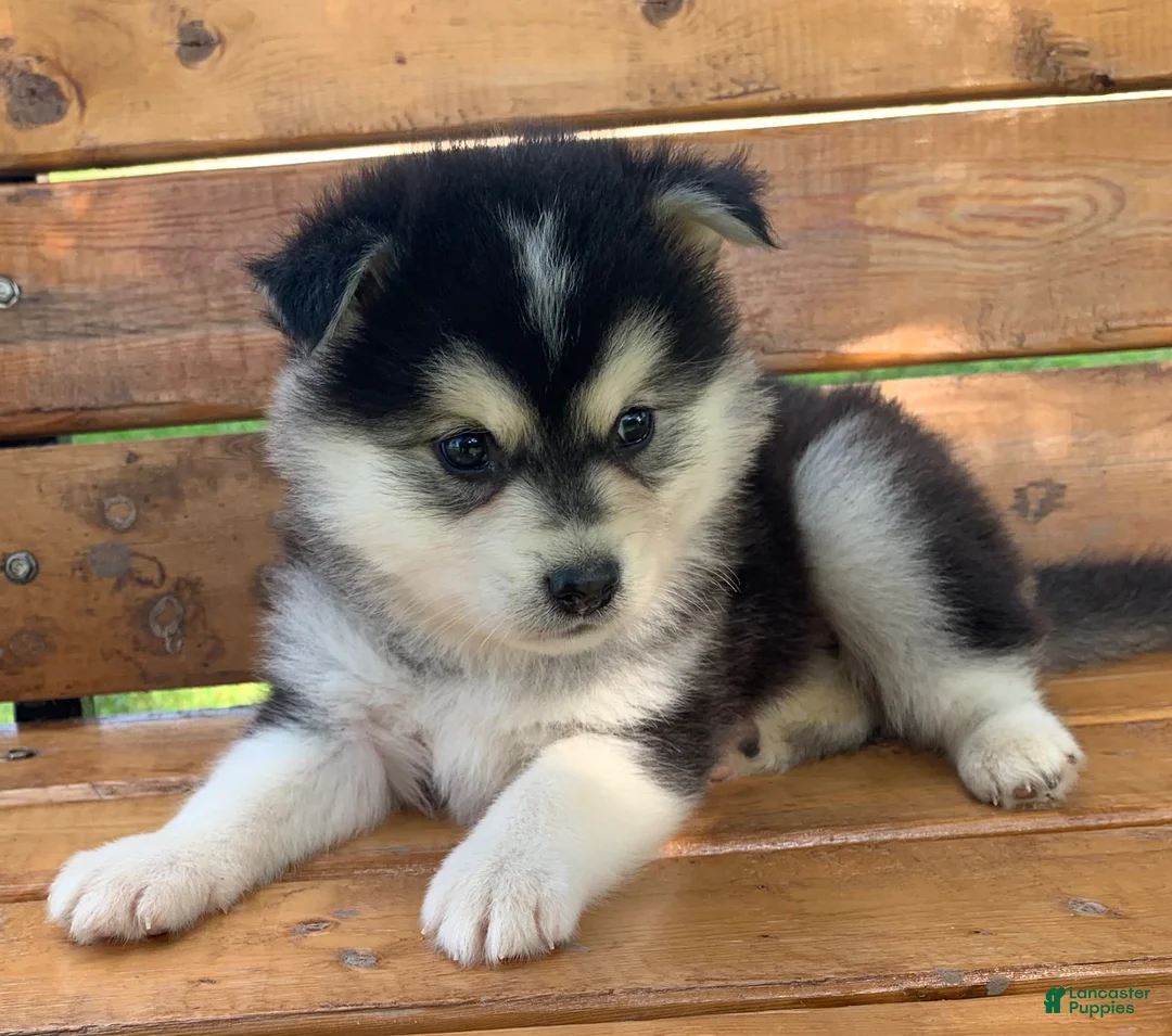 Alaskan Klee Kai dogs for sale: Super Fun Champ~!!! - Ad 2