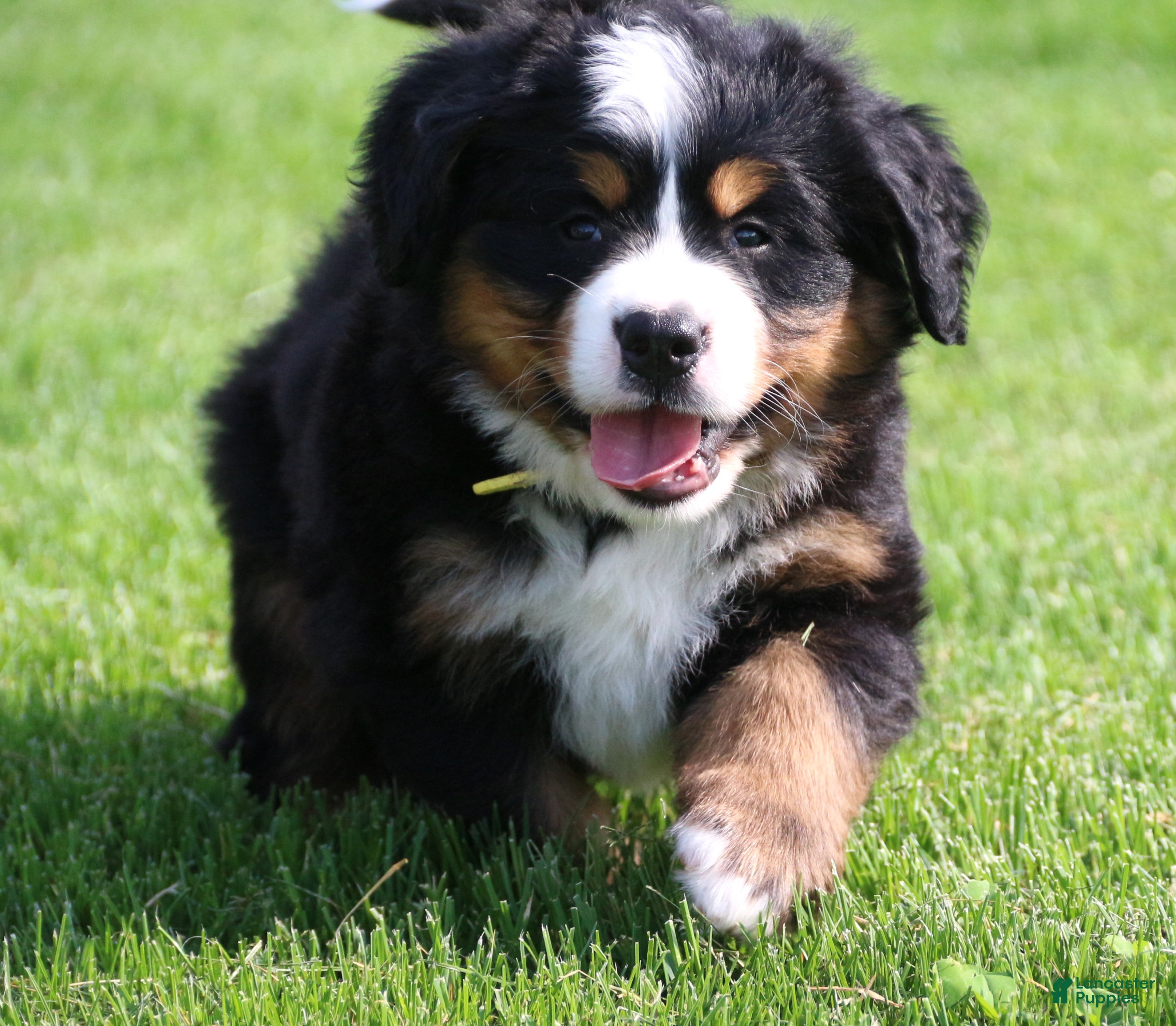 Bernese Mountain Dog dogs Daisy - Ad 2