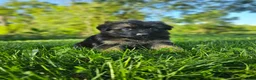 German Shepherd dogs for sale: Bruno  - Ad 7