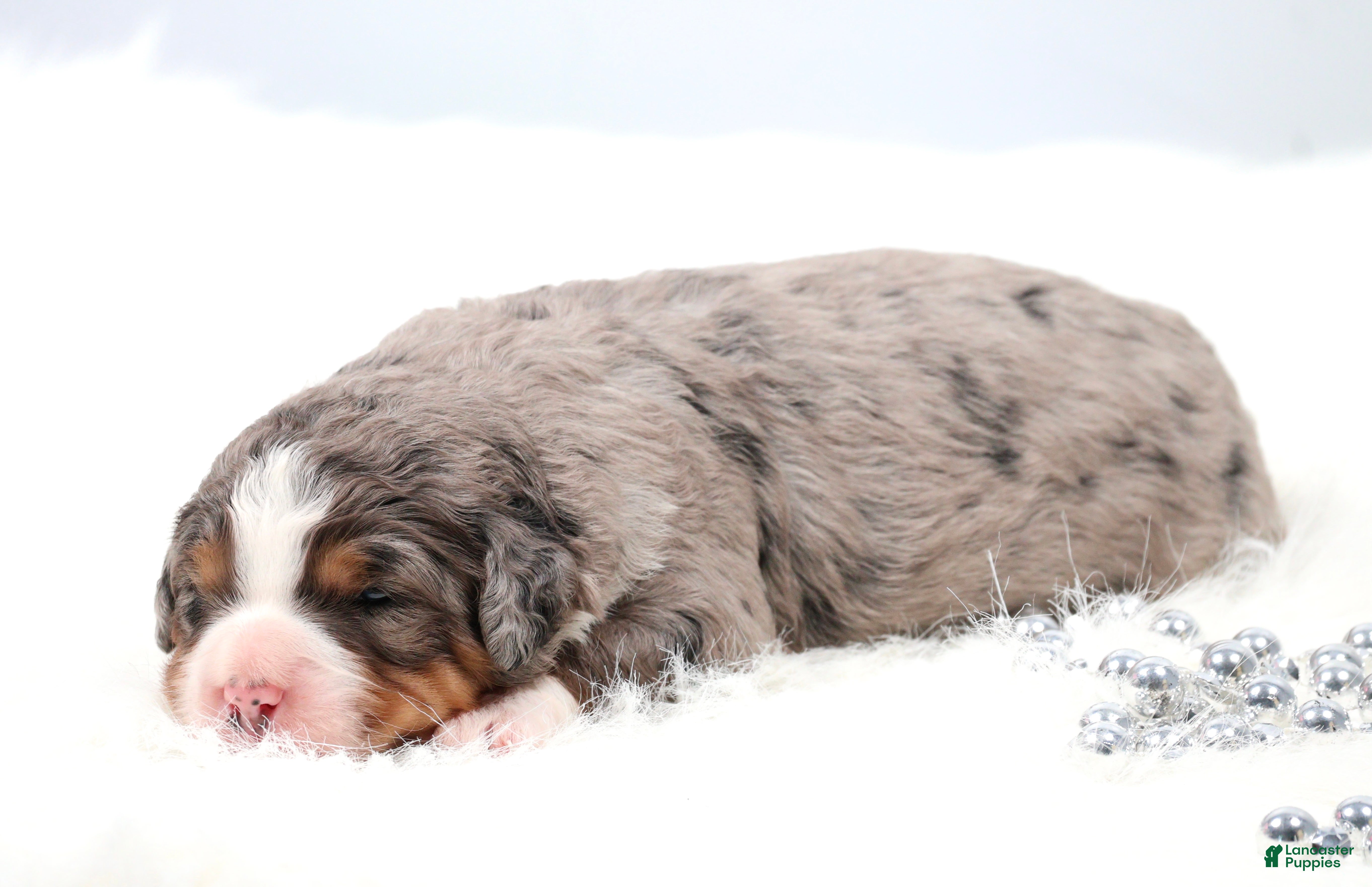 Mini Bernedoodle dogs Fido - Ad 1