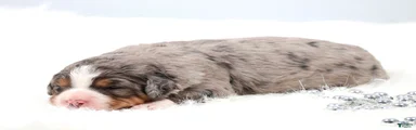 Fido