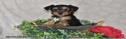 Yorkshire Terrier dogs for sale: Drew - Ad 4