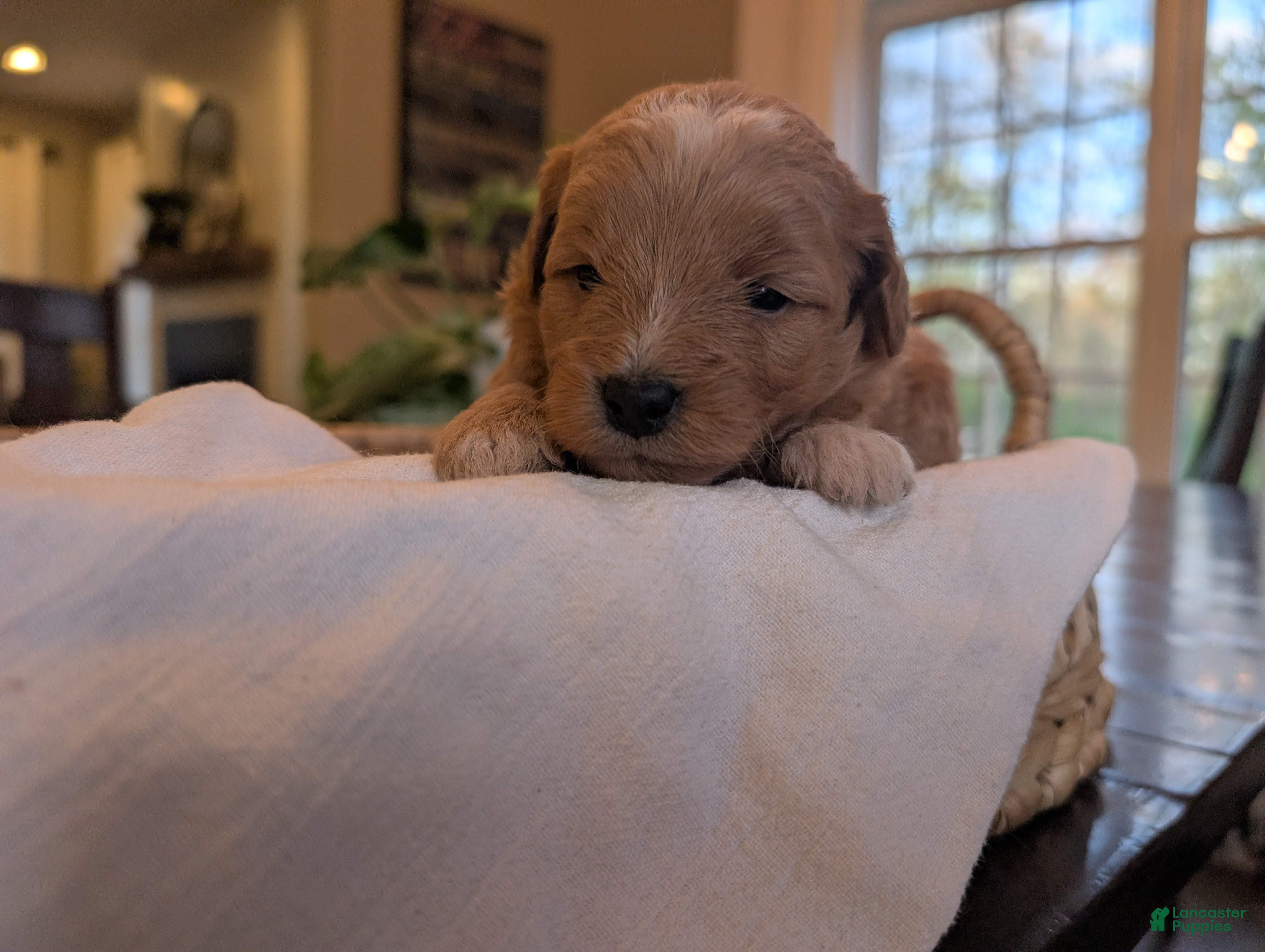 Mini Goldendoodle dogs Daisy - Ad 2