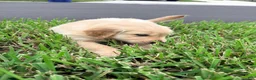 Golden Retriever dogs for sale: Mr Light Blue - Ad 3