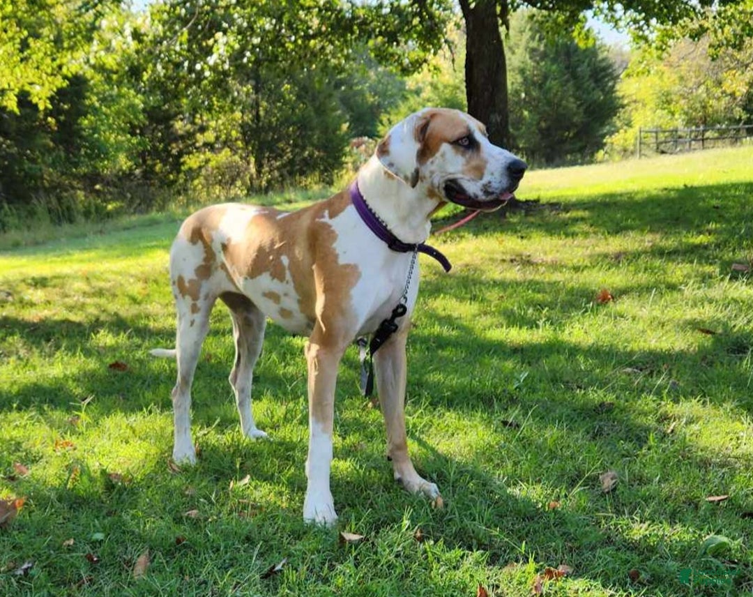Great Dane dogs for sale: Great Dane Puppy 4 - Ad 3