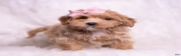 Maltipoo dogs for sale: Sweets - Ad 3