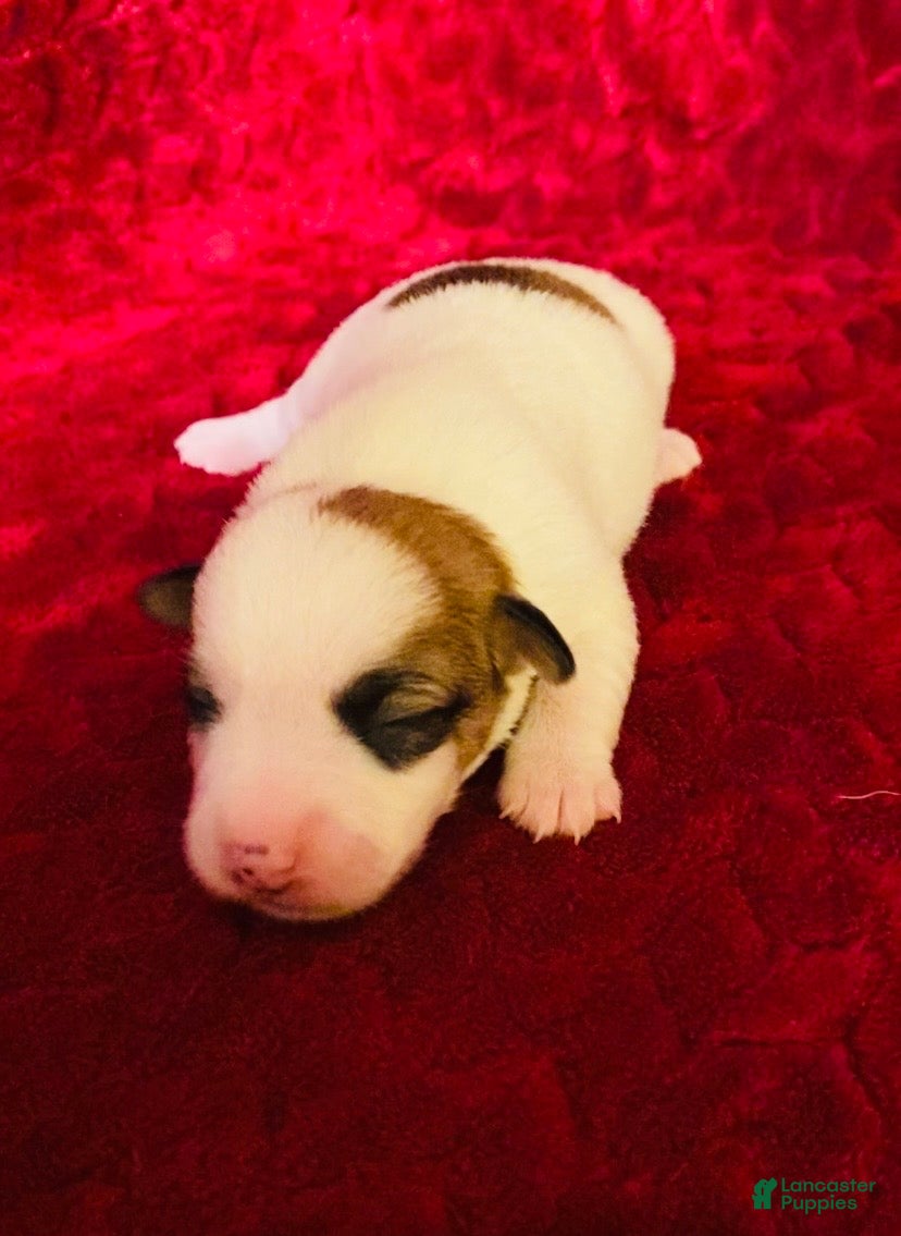 Jack Russell Terrier dogs Jack Russell Terrier Puppy 6 - Ad 1