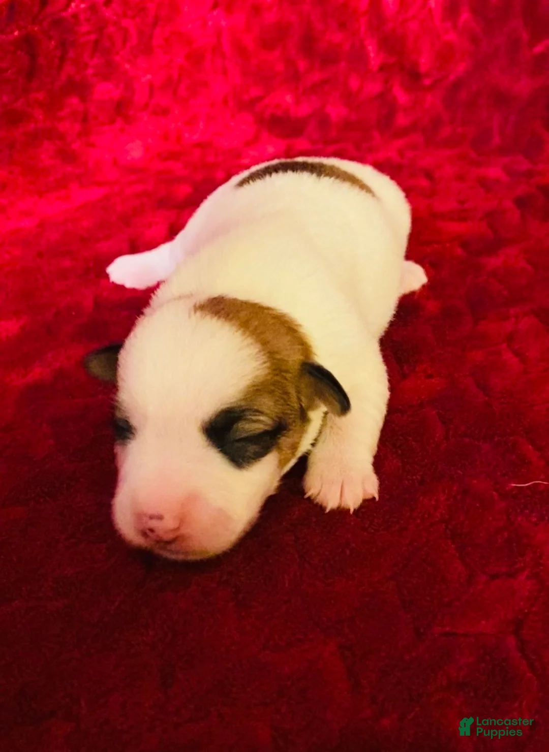 Jack Russell Terrier dogs for sale: Jack Russell Terrier Puppy 6 - Ad 1