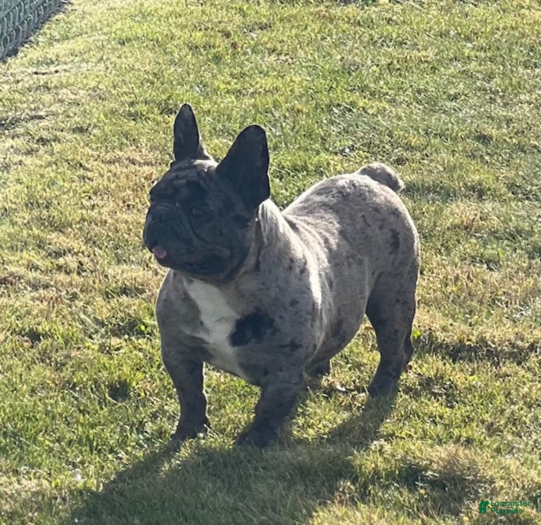 French Bulldog dogs for sale: Olympia - Ad 11